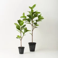 39" Faux Audrey Ficus Tree - Hearth & Hand™ With Magnolia -Home Decoration Sale GUEST 6bdb55b7 edab 4ef8 b36c 9477800cad3b