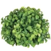 Sullivans Aglaia Half Orb Decorative Filler 5.5"H Green