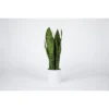 Fybold 16'' Artificial Fake Snake Plants - 7 Tall Leaves