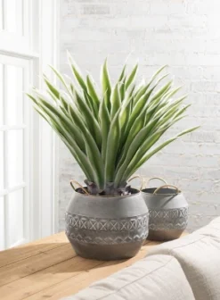 Sullivans Artificial Potted Varigated Agave 26"H Green -Home Decoration Sale GUEST eef1b541 eb87 4304 991b 3cc22d68c8ee